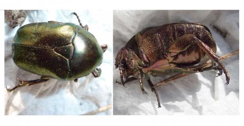 Potosia fieberi